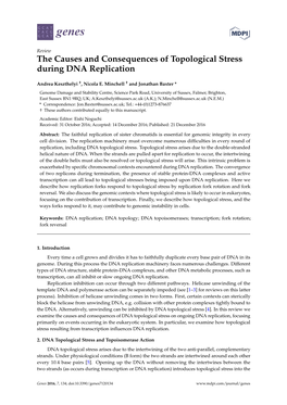 The Causes and Consequences of Topological Stress During DNA Replication