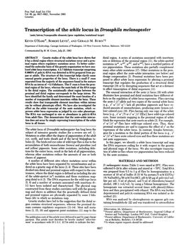 Transcription of the White Locus in Drosophila Melanogaster