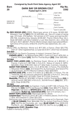 DARK BAY OR BROWN COLT Barn 20 Hip No. 3392