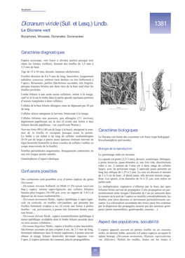 Dicranum Viride (Sull. Et Lesq.) Lindb. 1381 Le Dicrane Vert Bryophytes, Mousses, Dicranales, Dicranacées