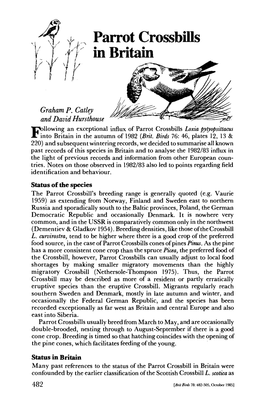 Parrot Crossbills in Britain
