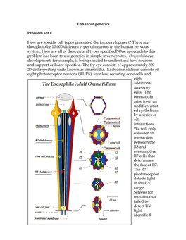 Enhancer Genetics Problem Set E How Are