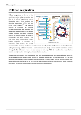 Cellular Respiration 1 Cellular Respiration