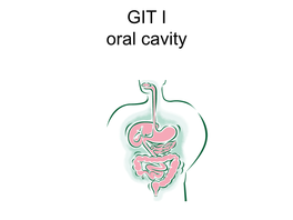 Glandula Submandibularis 10