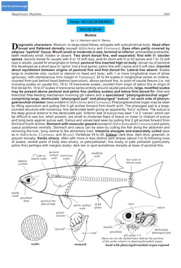 Order MUGILIFORMES MUGILIDAE