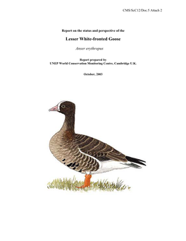 Lesser White-Fronted Goose