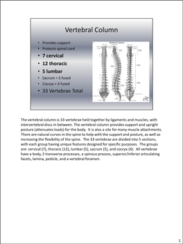 The Vertebral Column Is 33 Vertebrae Held Together by Ligaments and Muscles, with Intervertebral Discs in Between