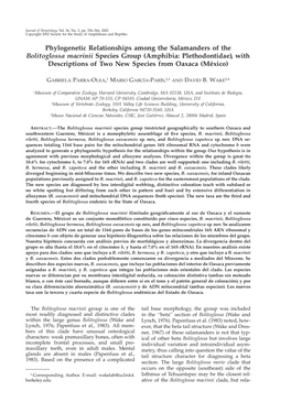 Phylogenetic Relationships Among the Salamanders of the Bolitoglossa Macrinii Species Group