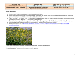 Yellow Sweetclover Melilotus Officinalis (L.)