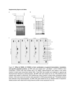 Figure S1. Effect of 4NQO, A-1155463 Or Their Combination on General Transcription, Translation, and Specific Apoptotic Proteins