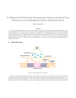 A Mathematical Model of the Neuromuscular Junction and Muscle Force Generation in the Pathological Condition Myasthenia Gravis