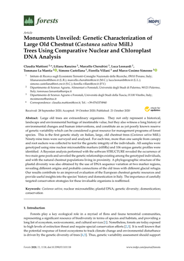 Genetic Characterization of Large Old Chestnut (Castanea Sativa Mill.) Trees Using Comparative Nuclear and Chloroplast DNA Analysis