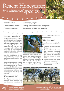 Regent Honeyeater: Icon Threatened Species