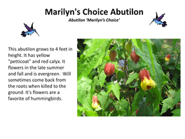 Marilyn's Choice Abutilon Abutilon ‘Marilyn’S Choice’