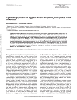 Significant Population of Egyptian Vulture Neophron Percnopterus Found in Morocco