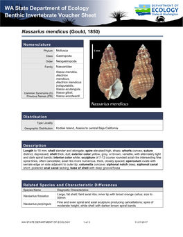 Nassarius Mendicus (Gould, 1850)