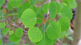 Vegetation of the Pando Clone Aspen Forest