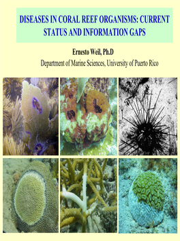 Diseases in Coral Reef Organisms: Current Status and Information Gaps