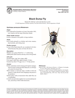 Black Dump Fly Michael W