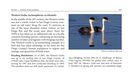 Western Grebe Aechmophorus Occidentalis in the Middle of The