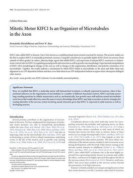 Mitotic Motor KIFC1 Is an Organizer of Microtubules in the Axon
