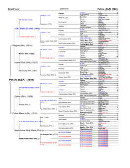 Pekina's Pedigree