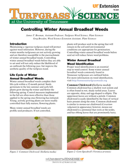 Controlling Winter Annual Broadleaf Weeds