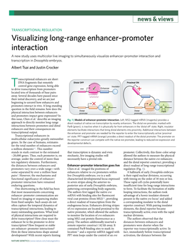Visualizing Long-Range Enhancer–Promoter Interaction
