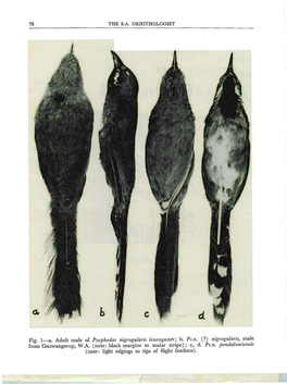 78 Fig. Ia. Adult Male of Psophodes Nigrogularis Leucogaster