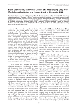 Brain, Craniofacial, and Dental Lesions of a Free-Ranging Gray Wolf (Canis Lupus) Implicated in a Human Attack in Minnesota, USA