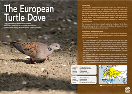 The European Turtle Dove Was Named for the First Time in 1758 by Linnaeus As Columba Turtur