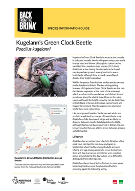 Kugelann's Green Clock Beetle (Poecilus Kugelanni)