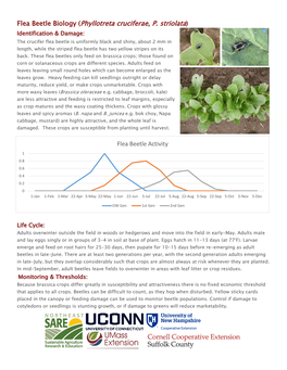 Flea Beetle Biology (Phyllotreta Cruciferae, P. Striolata)