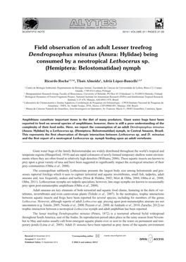Field Observation of an Adult Lesser Treefrog Dendropsophus Minutus (Anura: Hylidae) Being Consumed by a Neotropical Lethocerus Sp