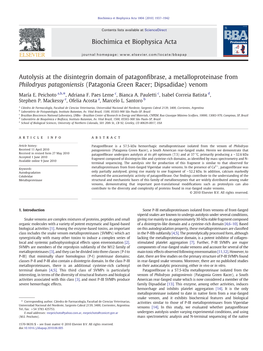 Autolysis at the Disintegrin Domain of Patagonﬁbrase, a Metalloproteinase from Philodryas Patagoniensis (Patagonia Green Racer; Dipsadidae) Venom