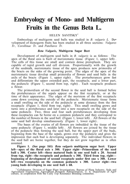 Embryology of Mono- and Multigerm Fruits in the Genus Beta L. HELEN SAVITSKY1 Embryology of Multigerm Seed Balls Was Studied in B