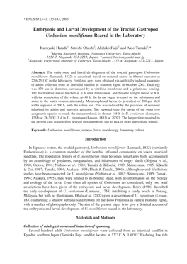 Embryonic and Larval Development of the Trochid Gastropod Umbonium Moniliferum Reared in the Laboratory