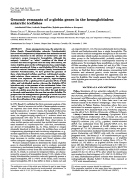 Genomic Remnants of A-Globin Genes in the Hemoglobinless Antarctic