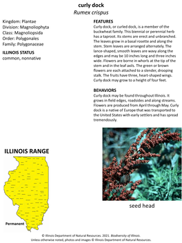 Curly Dock Rumex Crispus Kingdom: Plantae FEATURES Division: Magnoliophyta Curly Dock, Or Curled Dock, Is a Member of the Class: Magnoliopsida Buckwheat Family