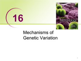 Bacterial Conjugation