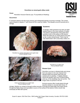 Penicillium on Stored Garlic (Blue Mold)