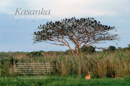 Kasanka More Than Just Bats