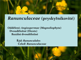 Ranunculaceae (Pryskyřníkovité)