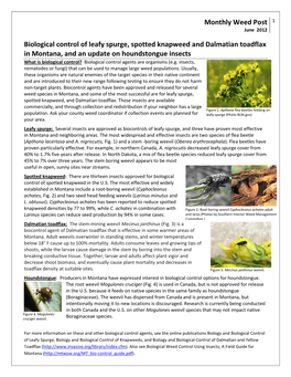 Biological Control of Leafy Spurge, Spotted Knapweed, and Dalmatian