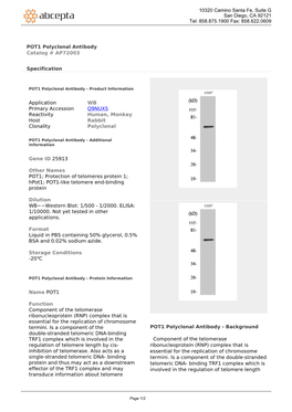 POT1 Polyclonal Antibody Catalog # AP72003