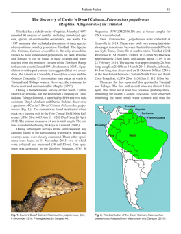 The Discovery of Cuvier's Dwarf Caiman, Paleosuchus Palpebrosus