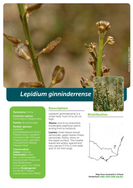 Lepidium Ginninderrense