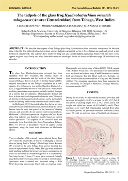 The Tadpole of the Glass Frog Hyalinobatrachium Orientale Tobagoense (Anura: Centrolenidae) from Tobago, West Indies J