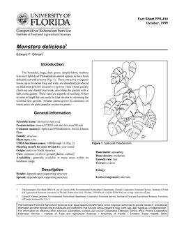 Monstera Deliciosa1