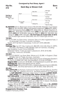 Dark Bay Or Brown Colt Barn C Hip No